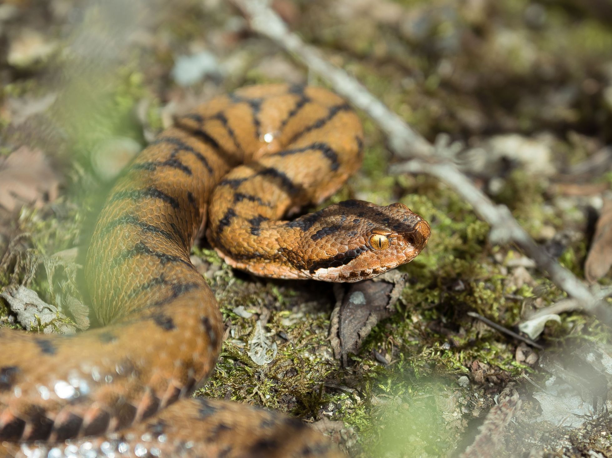 Vipère aspic (Vipera aspis) © B. CUSIN