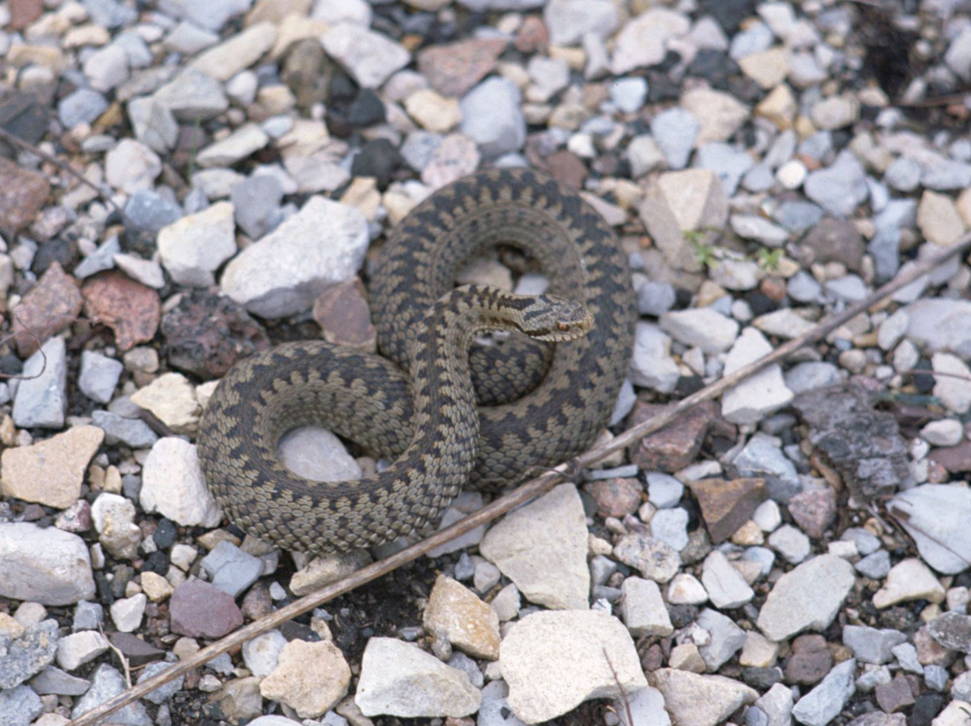 Vipère péliade (Vipera berus) © R. GUYETANT