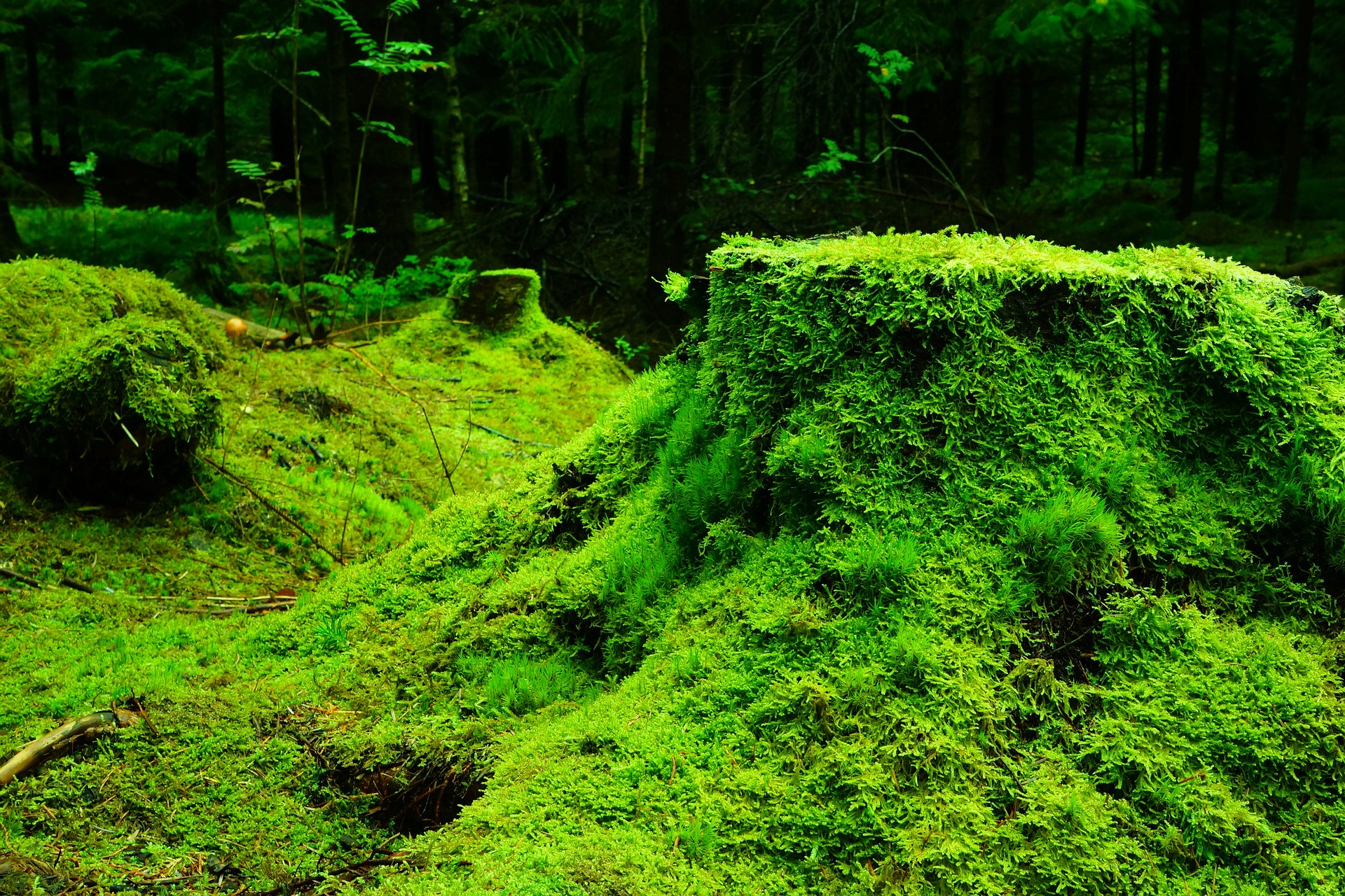 Mousse en sous-bois © Pixabay