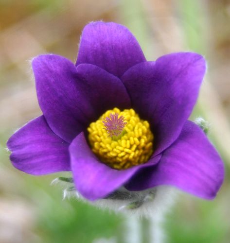 Anemone pulsatilla © SHNA-OFAB