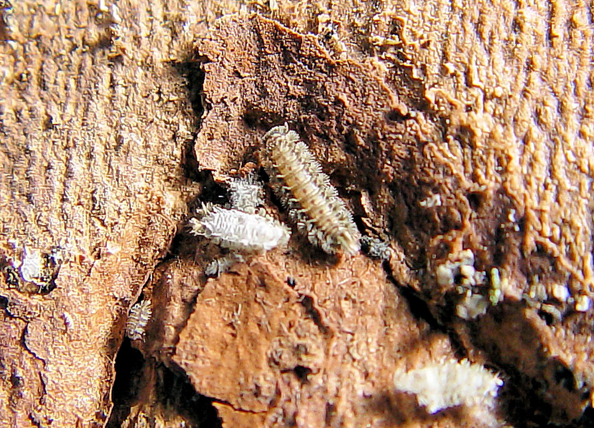 Polyxenus lagurus
