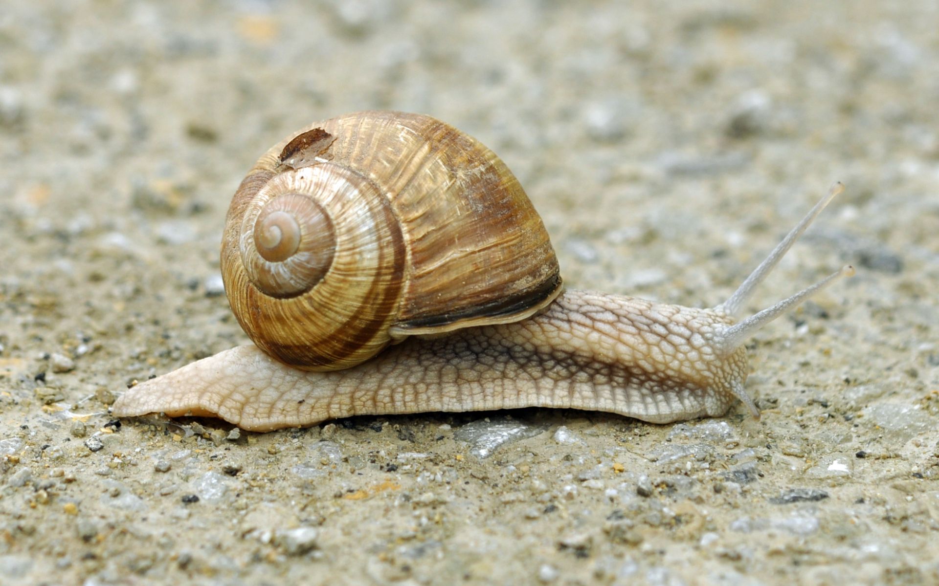 FRANCAISE DE GASTRONOMIE Escargots de Bourgogne belle grosseur 5