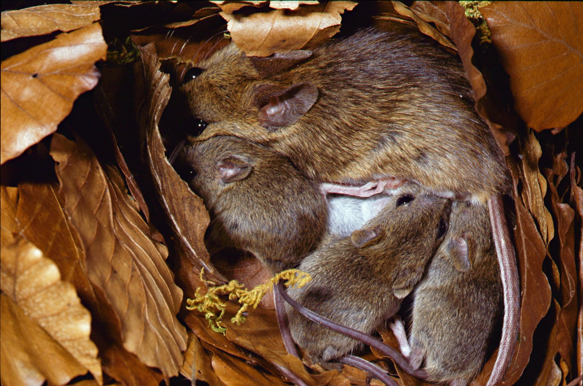 Mulot à collier (Apodemus flavicollis)