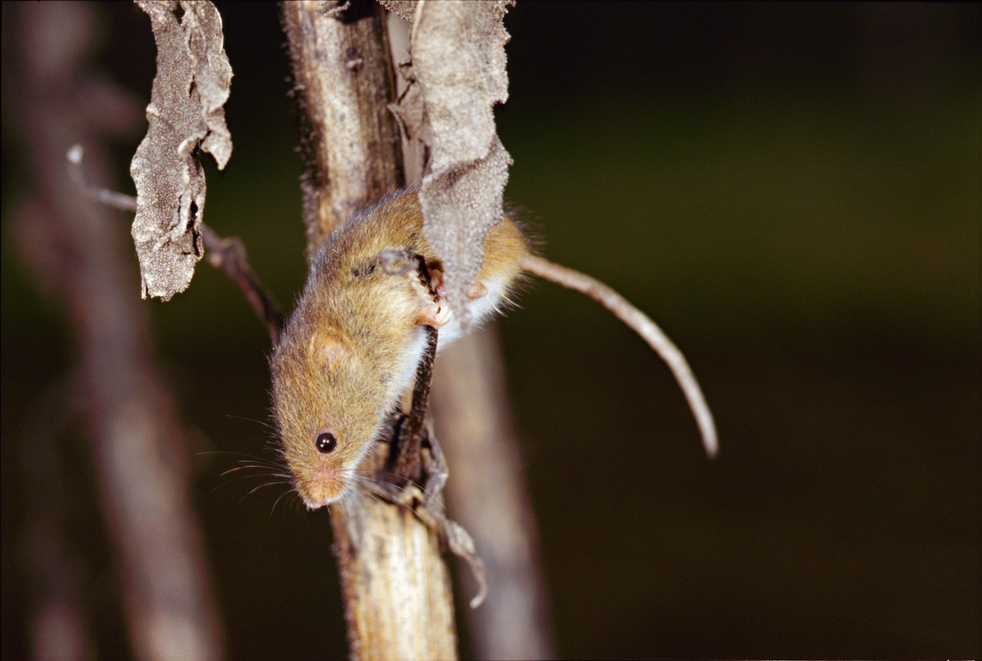 Rat des moissons (Micromys minutus)