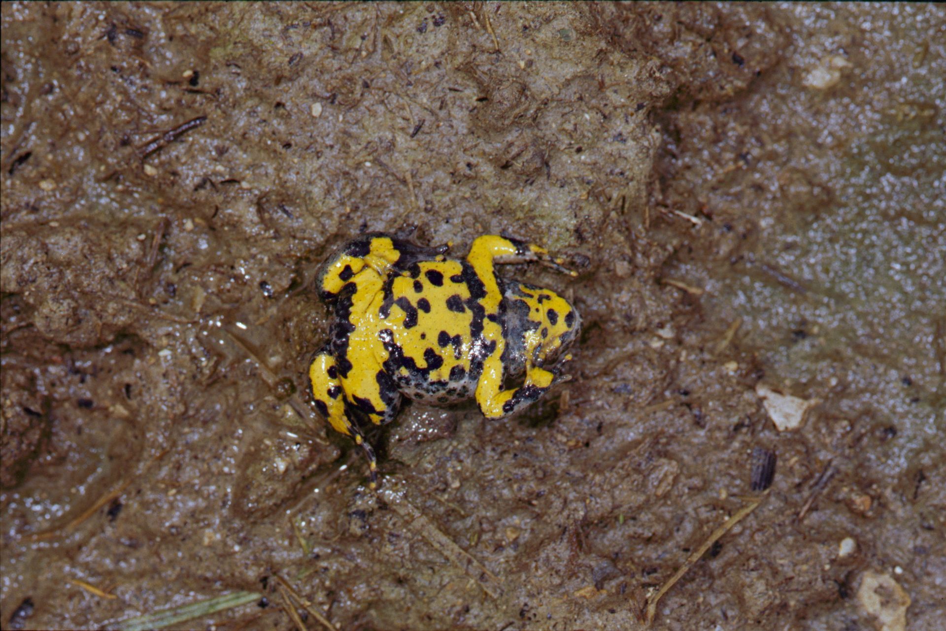 Sonneur à ventre jaune (Bombina variegata)