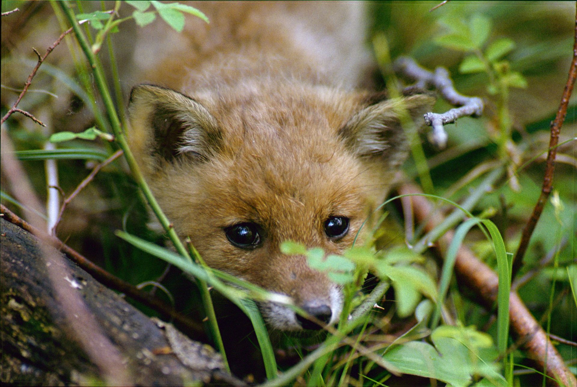 Renard roux (Vulpes vulpes)