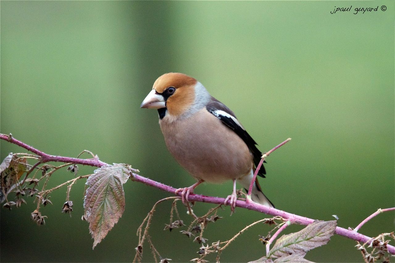 Oiseaux indigènes forestiers: Le Grosbec casse-noyaux