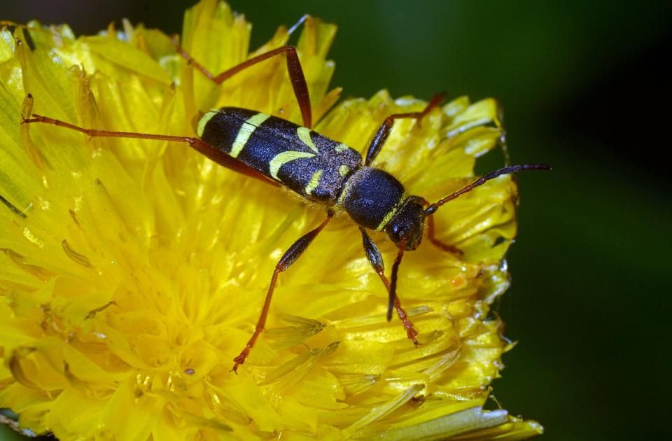 Clytus arietis