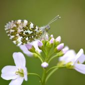 Premiers papillons