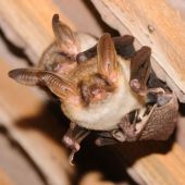 Chauves-souris en colonies