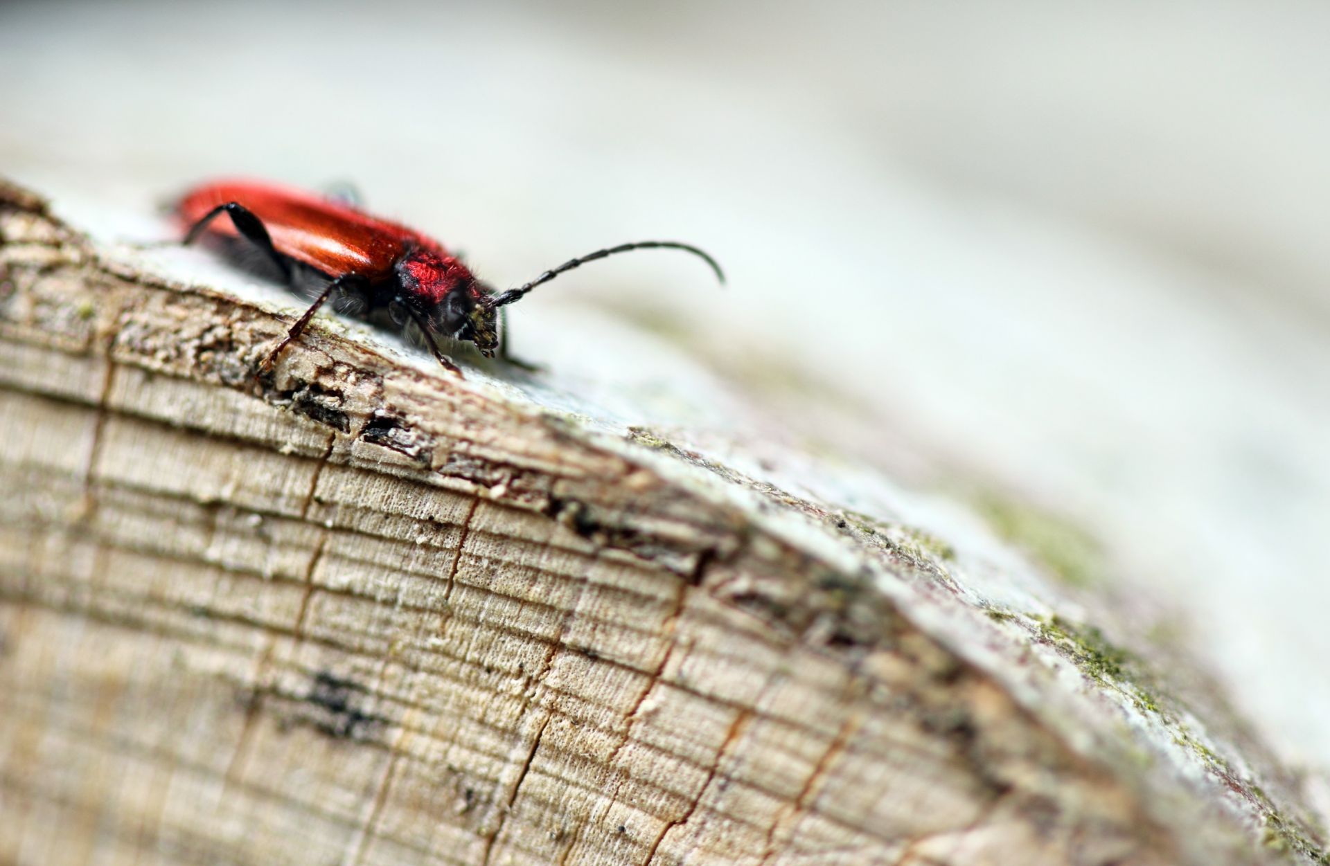 Pyrrhidium sanguineum