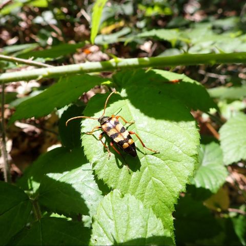 Leptura aurulenta @© M. CARNET