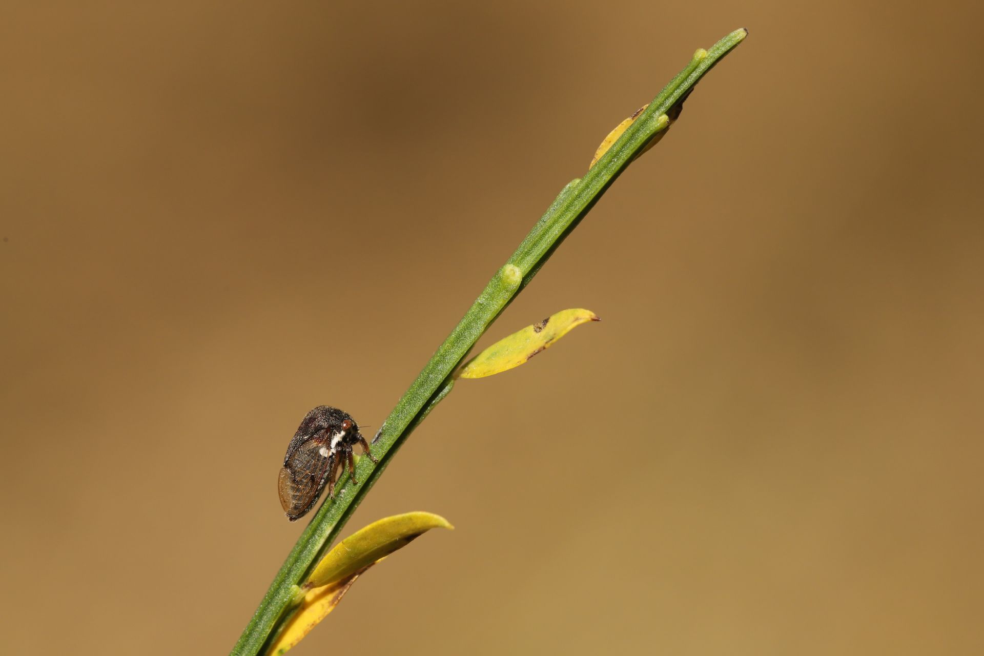 Gargara genistae