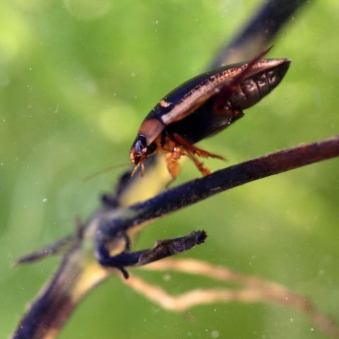 Hydaticus transversalis  @© M. CARNET