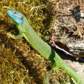 Lézard vert