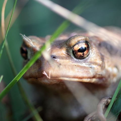 Crapaud épineux @© M. CARNET