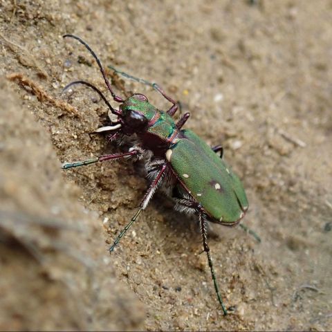 Cicindela campestris · Verjux 71 @© B. MARTHA