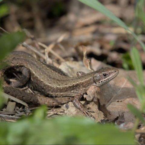 Lézard vivipare @J. LEFÈVRE SHNA-OFAB