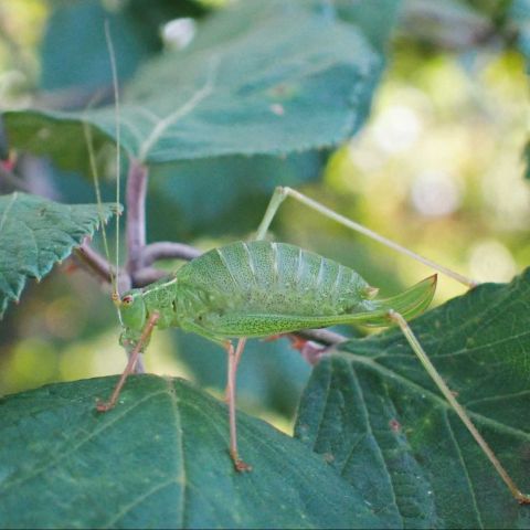 Leptophyes punctatissima, la Leptophye ponctuée, observée en lisière de forêt à Marcy @ © Magdalena BRUGGER · SHNA-OFAB