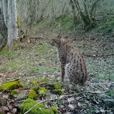 Lynx boréal aperçu dans la Nièvre @ © Bénévole de la SHNA-OFAB