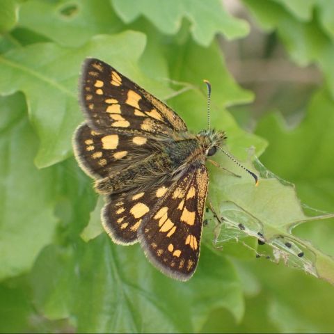 Carterocephalus palaemon @© Q. BARBOTTE · SHNA-OFAB