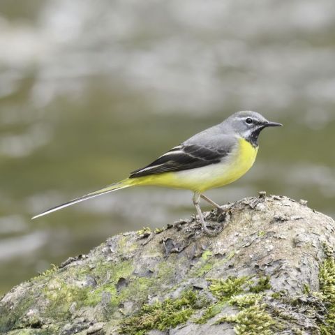 Caroline Legg - Flikr