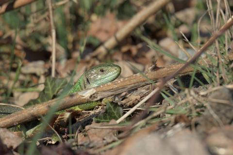 Lézard vert occidental, Lézard à deux raies © Jérémy Lefèvre