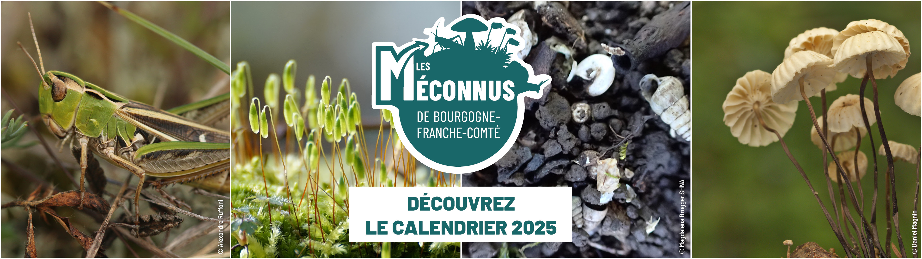 Société d'histoire naturelle d'Autun-Observatoire de la faune de Bourgogne