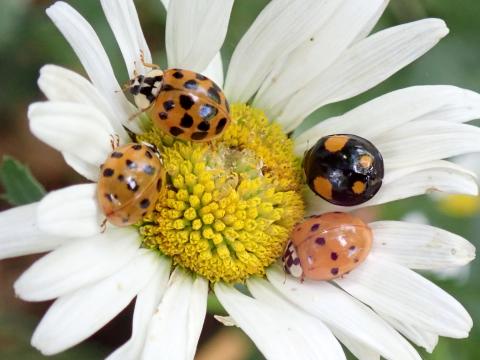 Harmonia axyridis