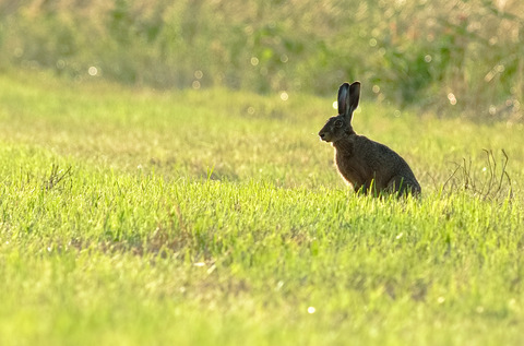 Lièvre d'Europe - Lepus europaeus