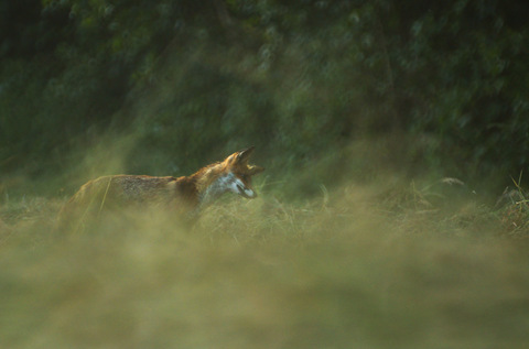 Renard roux - Vulpes vulpes