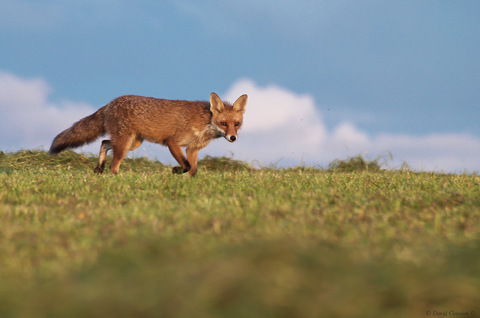 Renard roux - Vulpes vulpes