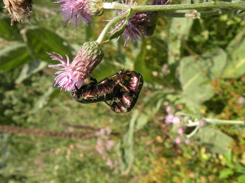 Accouplement Cétoine dorée (Cetonia aurata)