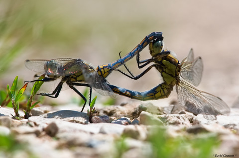 Gomphe gentil - Gomphus pulchellus
