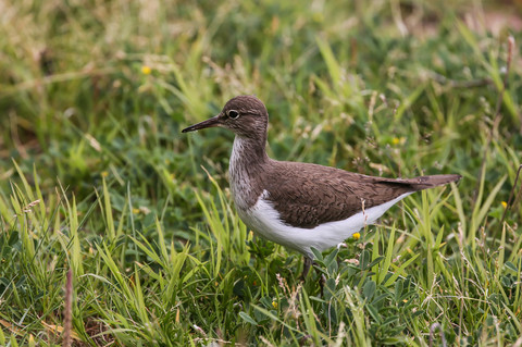 Actitis hypoleucos