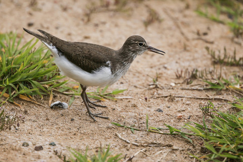 Actitis hypoleucos