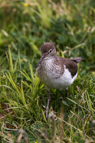 Actitis hypoleucos
