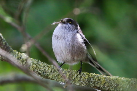 Aegithalos caudatus