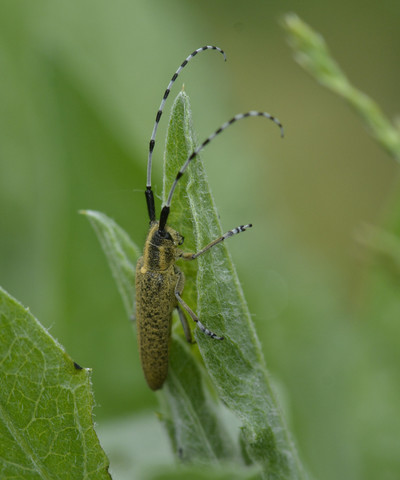 Agapanthia villosoviridescens