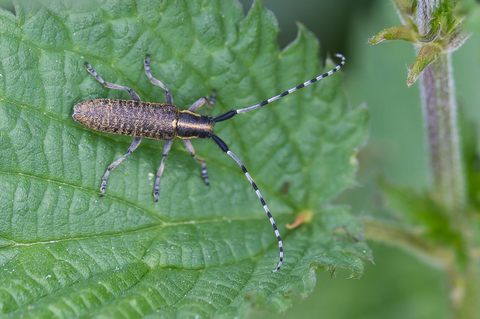 Agapanthia villosoviridescens