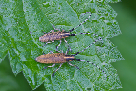 Agapanthia villosoviridescens