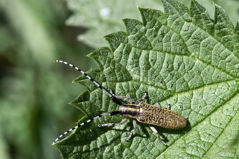 Agapanthia villosoviridescens