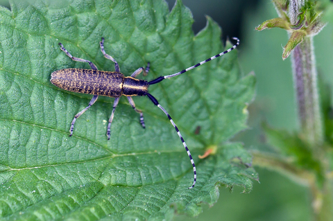 Agapanthia villosoviridescens