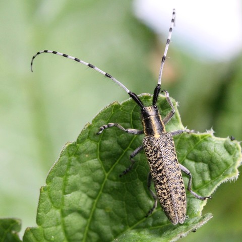 Agapanthia villosoviridescens