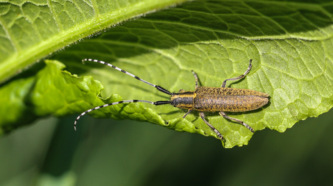 Agapanthia villosoviridescens