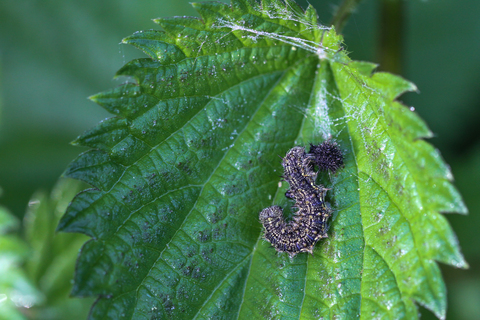 Aglais urticae, chenille de Petite Tortue et sa mue