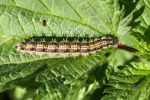 Aglais urticae, chenille de Petite Tortue