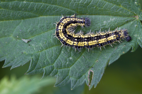 Aglais urticae
