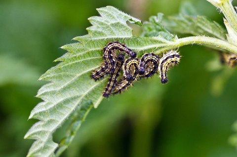 Aglais urticae