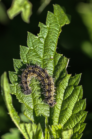 Aglais urticae
